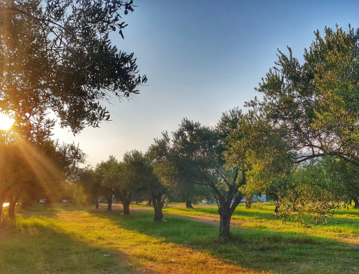 olivares y puesta de sol