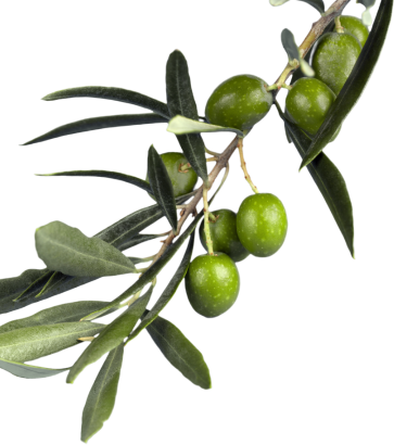 rama de olivo